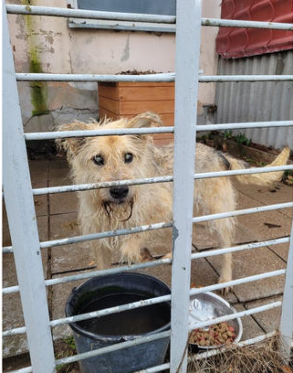 Horror zwierząt w schronisku na Mazurach. Koszmar przerwała policja i OTOZ Animals